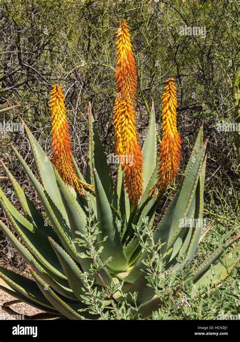 Cape Aloe Aloe Ferox From South Africa Tuscon Botanical Gardens
