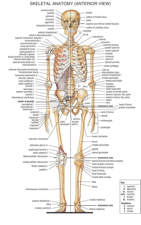 The skull encases and protects the brain as well as the special sense organs of vision, hearing, balance, taste and smell. ANATOMY | PERSONAL TRAINING