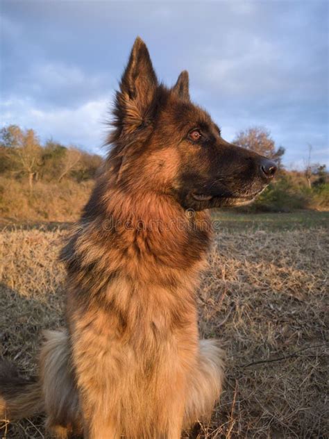 German Shepherd Dog Sitting Still Active Or Alert Dog Aggressive