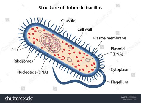 183 Tubercle Bacillus Images Stock Photos And Vectors Shutterstock