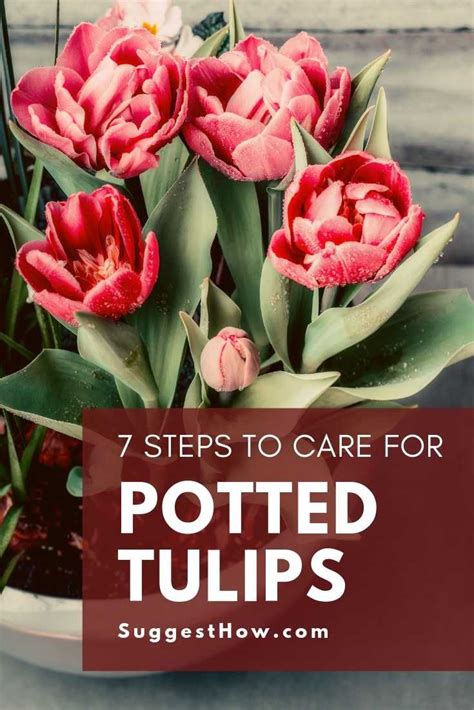 How To Care For Potted Tulips Follow 8 Easy Steps Growing Tulips