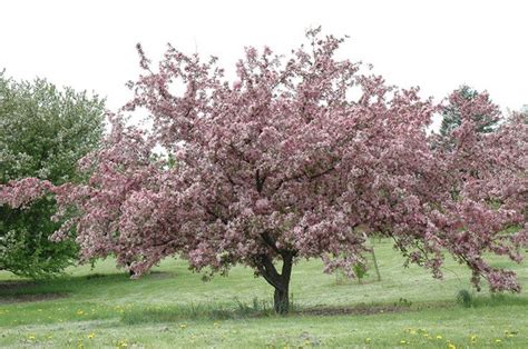 Robinson Crabapple Tree New Blooms Nursery