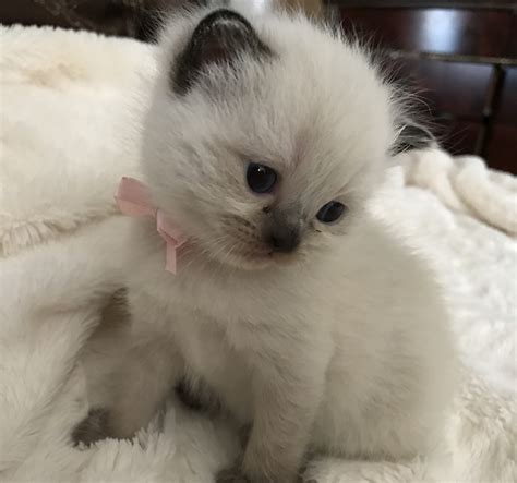 They are great with families with kids because they are both affectionate and playful. Himalayan Cats For Sale | Ypsilanti, MI #244602 | Petzlover
