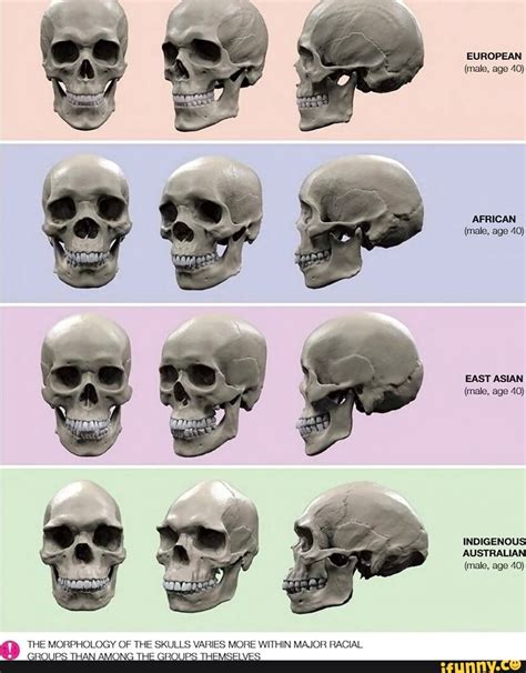 The Morphology Of The Skulls Varies More Within Major Racial Groups