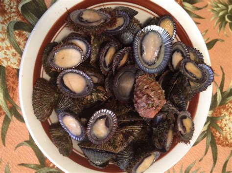 Opihi in the shell from the island of Kauai (Hawaiian Limpets) | Black