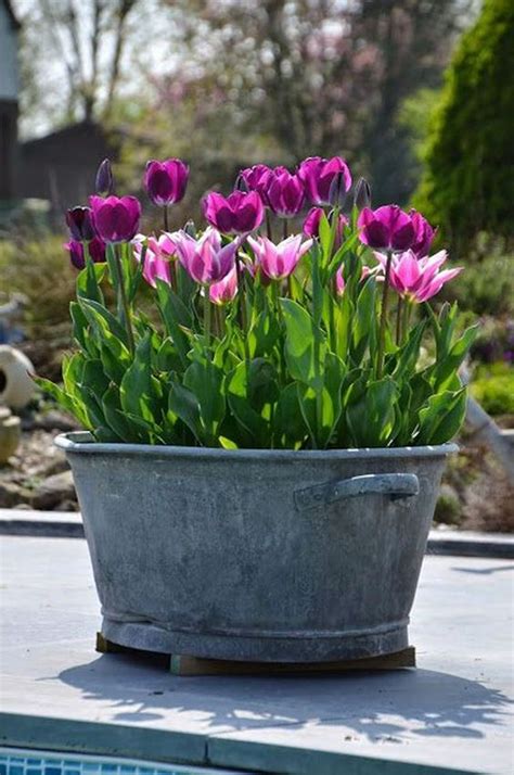 Tulips Spring Container Gardens Homemydesign