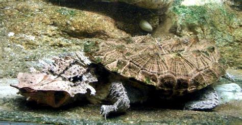 (a character in the video game overwatch.) some guy on overwatch: Mata Mata Turtle - "OCEAN TREASURES" Memorial Library