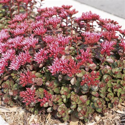 Low growing sedum does very well as a groundcover and makes a great addition to xeriscaping and rock gardens. Creeping Stonecrop, Two Row Stonecrop 'Fuldaglut' (Sedum ...