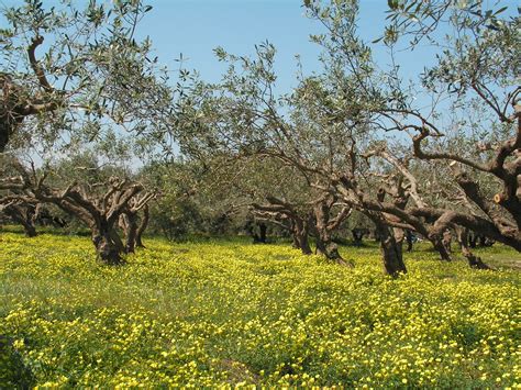 Olive Grove Near Palekastro Eastern Crete Greece Flickr