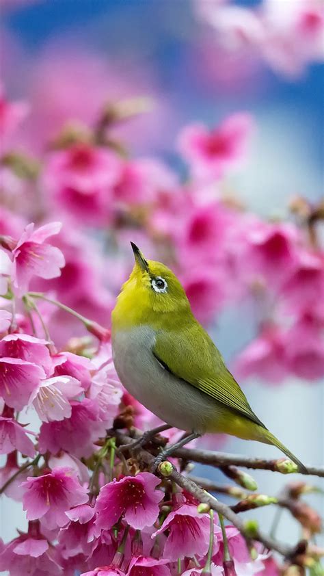 Beautiful Bird Spring Mobile Wallpaper 1080x1920 Wallpaper Supportive Guru