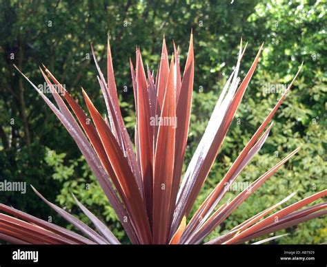Essex Spiky Red Leaves Of Evergreen Cordyline Plant In Domestic Garden