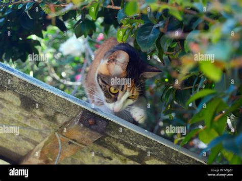 Cat Hunting On Rooftop Stock Photo Alamy