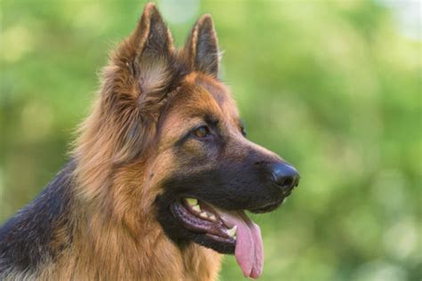 Contigo lo que hemos aprendido criando y adiestrando perros pastores alemanes desde 1992. Alimentación para pastores alemanes | zooplus