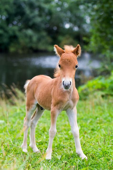 Baby Horse Pics