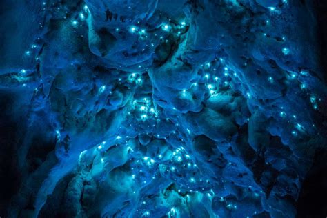 Ancient New Zealand Caves Are Filled With Bioluminescent Glowworms