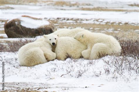 Two Polar Bear Cubs Curled Up And Sleeping In Mothers Fur One Cub