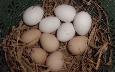 Beberapa Kumpulan Gambar Telur Ayam Cemani Benarkah Berwarna Hitam