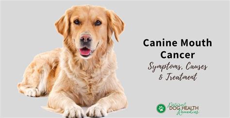 What Are The Symptoms Of Oral Cancer In Dogs