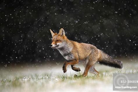 Red Fox Vulpes Vulpes Runs Stock Photo