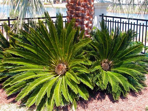 Palm Tree Varieties ⋆ Superior Sod Certified Sods And Sabal Palm