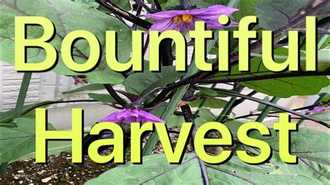 Bountiful Harvest YouTube