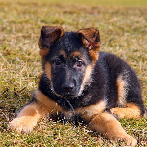 Free German Shepherd Puppies For Adoption