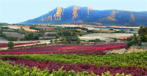 Ribera Alta Wine Region In Navarra Spain