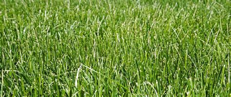 Fill in do/does and answer the questions (заполните пропуски словами dodoes и ответьте на вопросы 1) ………. All You Need to Know About Tall Fescue