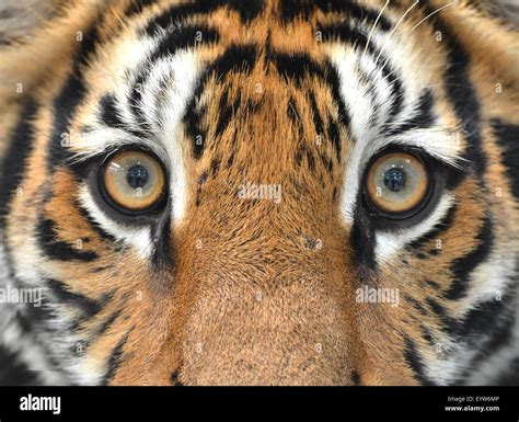 Close Up Of Bengal Tiger Eyes Stock Photo Alamy