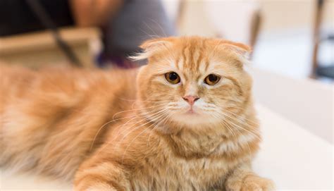 Orange Scottish Fold Cat In Selective Focus Stock Photo Download