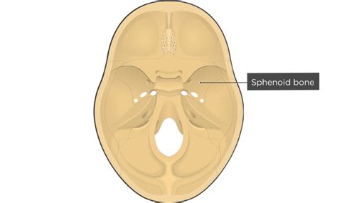 Cranial Floor Bones of the Skull