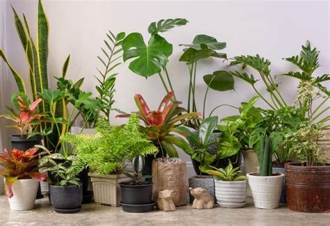 Suitable Plants Types For A Tropical Interior Design And How To Take