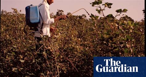 Indias Farmer Suicides Are Deaths Linked To Gm Cotton In Pictures Global Development