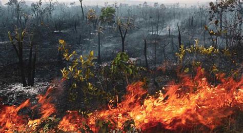 Fumaça De Incêndios Criminosos Na Amazônia Se Espalha Por Todo O Continente Combate Racismo