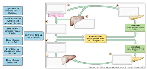 The amount of glucose in the blood is determined by various factors such as the time of the day, types and amount of foods eaten, age, exercise, and existing medical condition. Solved: A) Controlling Blood Glucose Levels In The Animati ...