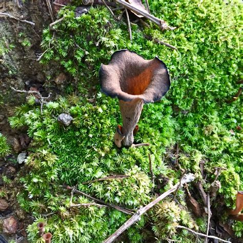 Polk County's Most Wanted - Black Trumpet - Conserving Carolina