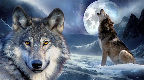 545 views | 1213 downloads. Wolf Hintergrund Handy Hd - hintergrund