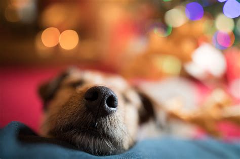 We did not find results for: Dog Relaxing At Christmas Stock Photo - Download Image Now ...