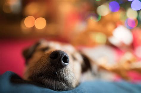 Maybe you would like to learn more about one of these? Dog Relaxing At Christmas Stock Photo - Download Image Now ...