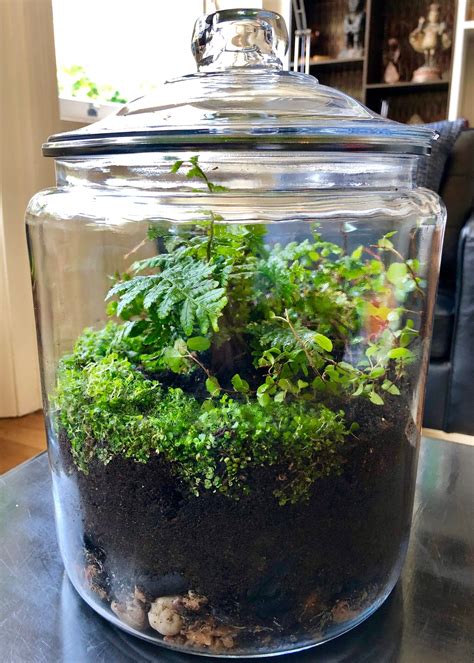 How To Build A Terrarium A Guide For Nature Enthusiasts Ihsanpedia