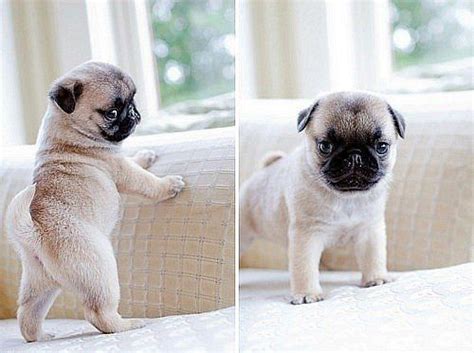 Cute Little Baby Pug Pugs Pugs Adorables Raza Pug Y Animales Bebés