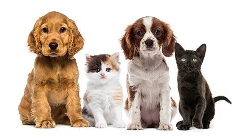 31300 Puppy And Kitten Stock Photos Pictures And Royalty Free Images