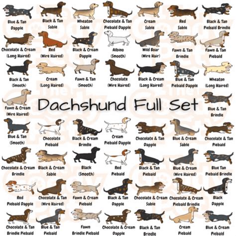 25 Colors And Patterns Of A Dachshund That You Never Knew Existed The
