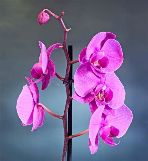 Purple Branch Orchid Flowers Orchidaceae Phalaenopsis Known As The