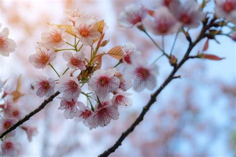 Pink Cherry Blossoms On The Sakura Tree In Winter On Sunrise For