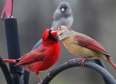 The cardinal is one of the most beautiful wild birds in the world, but it can be hard to find one standing still. Winter Cardinals - Dan330
