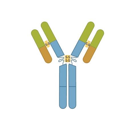 Antibody Essentials Part 1 Antibody Basics