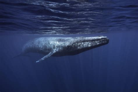 Blue Whale Whale And Dolphin Conservation Australia