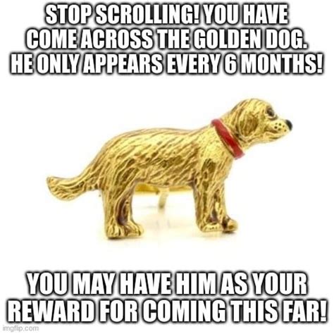 Congratulations You Found A Golden Dog Rmeme