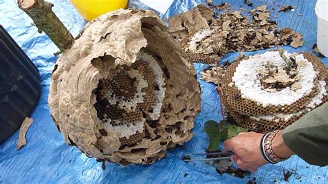 Blog Posts Somerset Beekeepers Association
